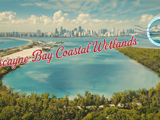 Inside the Project Restoring Water Flow to Biscayne Bay