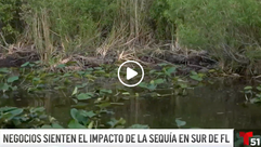 Everglades siente impacto de la sequía más grande de Florida en los últimos 20 años