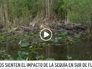 Everglades siente impacto de la sequía más grande de Florida en los últimos 20 años