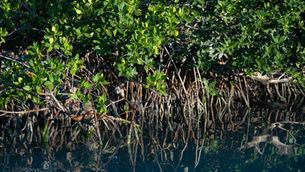 Green mangrove trees in the Florida Everglades with roots reflected in calm water, dense foliage above. Sunlit scene with earthy tones.