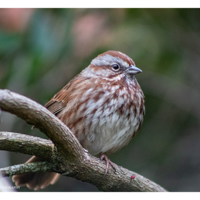Photojournalism: Bird Safari