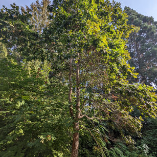 Walking Through Willamette’s Indigenous History