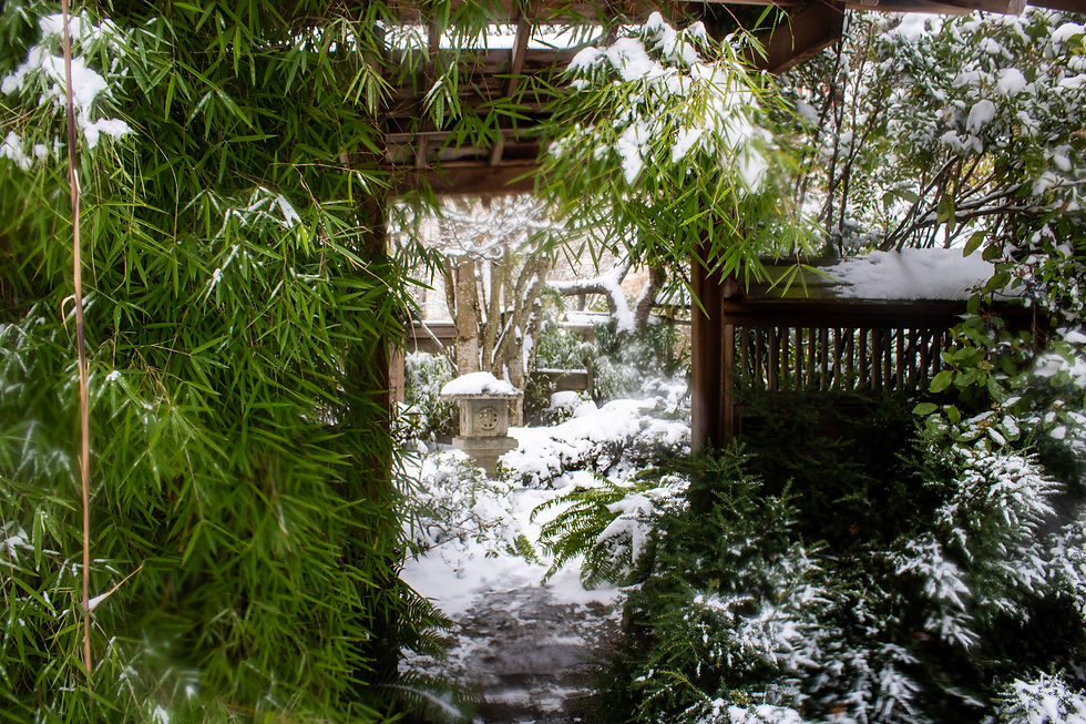 February 13th, 2025, Japanese garden covered in snow. Photography by Iris McClure.