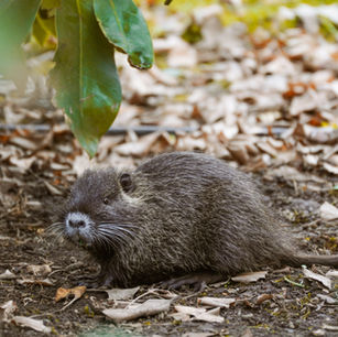 Willamette University’s unwelcome guests: Invasive species on campus