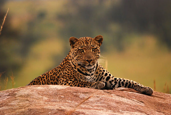 Predator & Prey Private Guided Safar