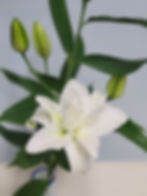 シャルドネ(八重)