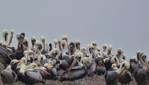Incredible image of pelicans in the protected desert region of Ica, near the Ballestas Islands of Peru