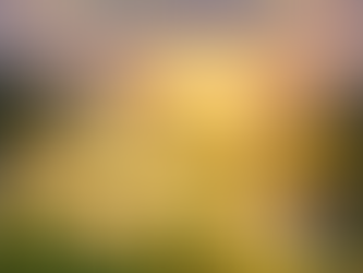 The Narcissus Story: A Flower That Signals New Beginnings