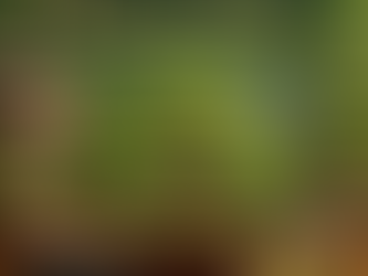 Mastering Miniature Trees: Essential Bonsai Care Tips for Beginners