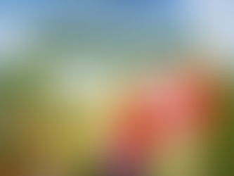 How and where do Pistachios grow?