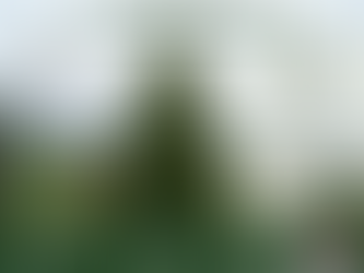 Everything you need to know about the Norway Spruce Tree