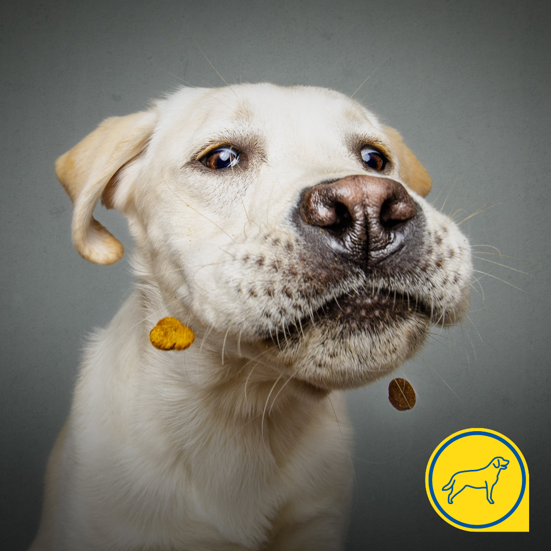 Dog Walking, Boarding and Training Orpington WOOFERS