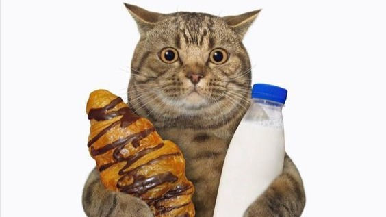 Take more screen break. This cat have some milk and croissant for you