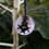 Thumbnail: Kapkap Miniature Breastplate  |  Solomon Ware