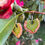 Thumbnail: Shell Money | Heart-Shaped Crochet Earrings