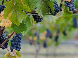 International Pinot Noir day – 18 August