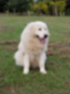 IMG-20200512-WA0027