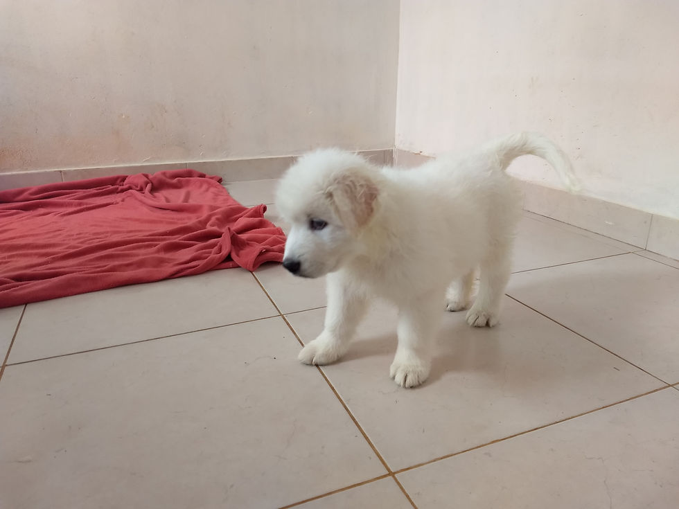 IMG_20180908_081954613 - Copy