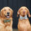 Thumbnail: TWEED DOG BOW TIE