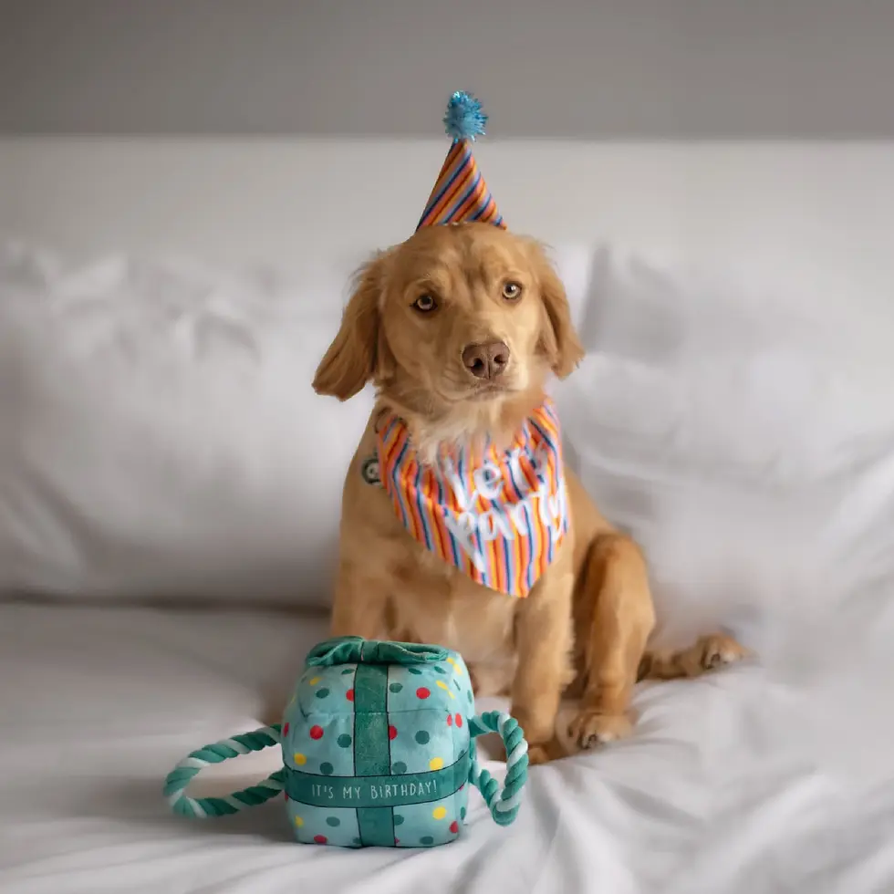 Thumbnail: happy birthday puppy in birthday hat & bandana