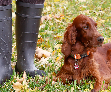 Engaging muddy walks, fun agility, sniffaris, and relaxing bubbly baths for your dog’s wellbeing near York and Malton