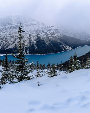 willow and wren images (11).png