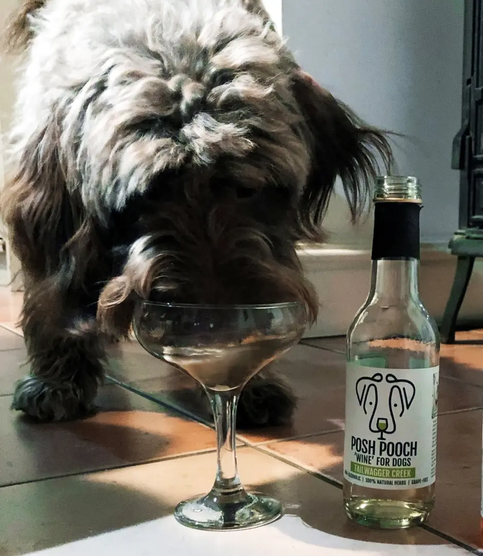 Dog "wine" treat drink