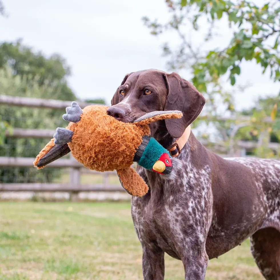 Country dog enjoying phoebe pheasant dog toy