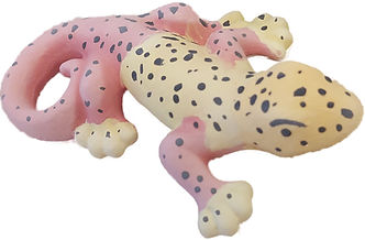 Gecko vorher.jpg