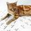 Thumbnail: Custom Vellum Wrapping Paper