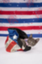 Gray kitten in a red, white, and blue sequined bag with bow tie, posed against a fireworks-themed patriotic backdrop.
