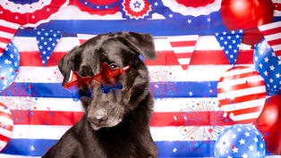 How To Keep Your Dog Stress-Free During Fireworks