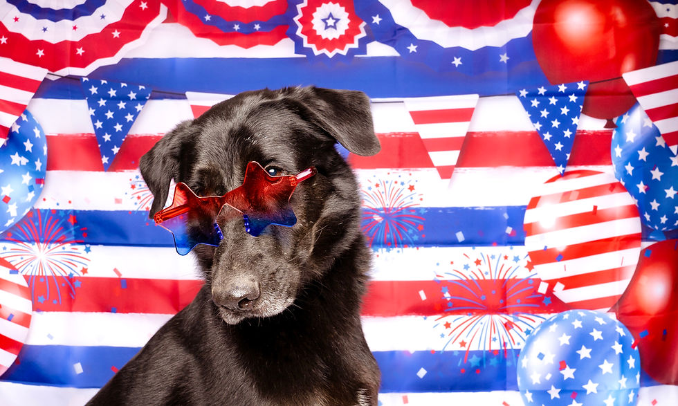 How To Keep Your Dog Stress-Free During Fireworks