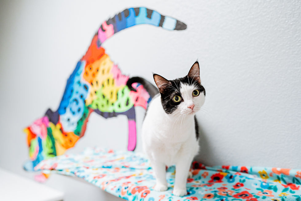 Spots.jpg
