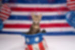 Tabby kitten sitting in a red, white, and blue patriotic bag with stars, confetti, and fireworks on a festive backdrop