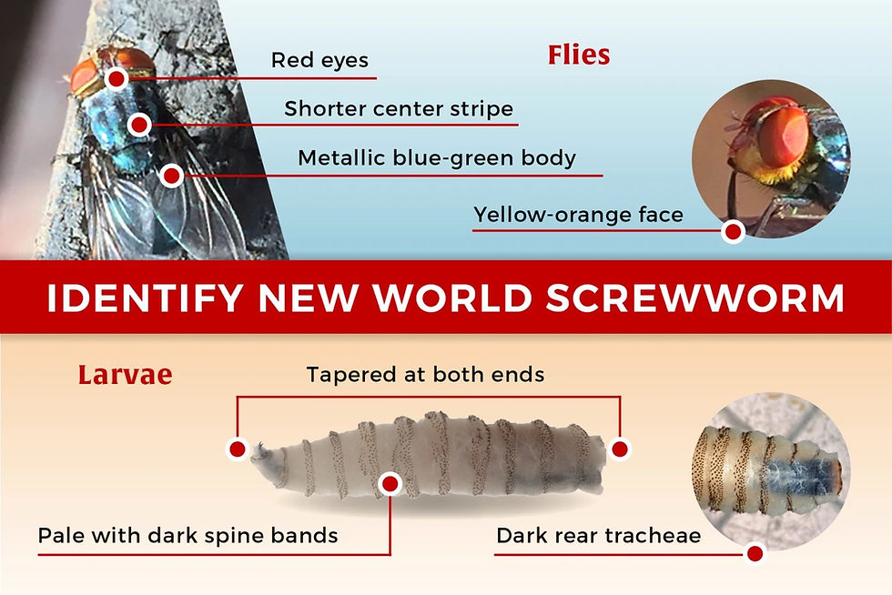 Infographic identifying New World screwworm, showing close-ups of flies and larvae with labeled features on a beige and blue background.