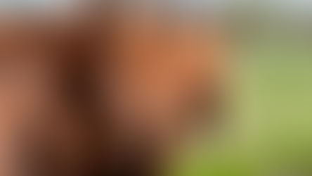 National Horse Protection Day