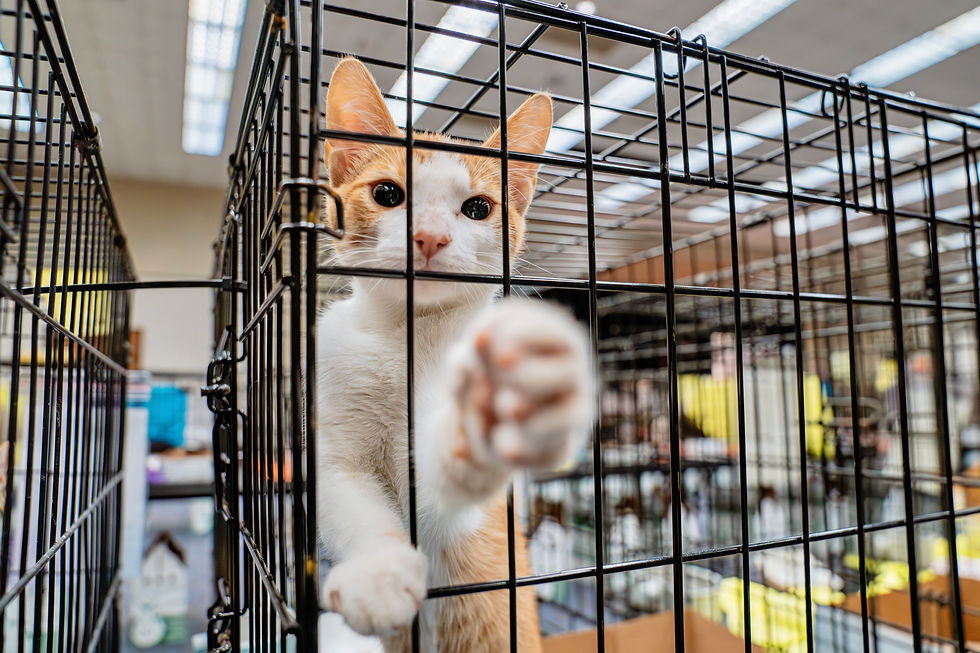 Orange-and-white cat reaches a paw towards a possible adopter.