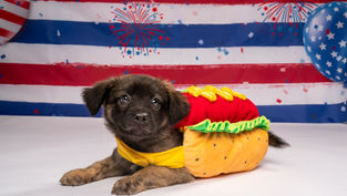 The History of Dogs in America