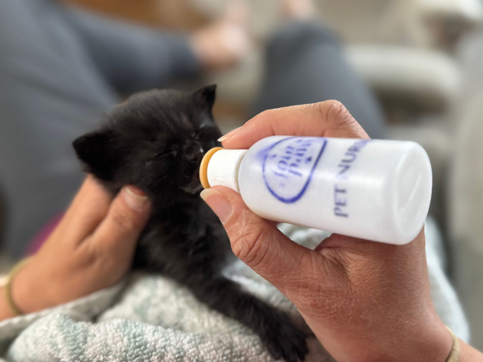 Debunking Myths on Fostering Pets