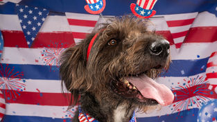 Pet-Friendly Ways to Celebrate the Fourth of July in North Texas