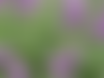 Alfalfa Tea: A Nutritional Boost for Your Plants