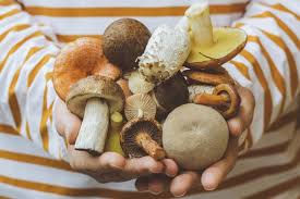 Les champignons médicinaux 🍄
