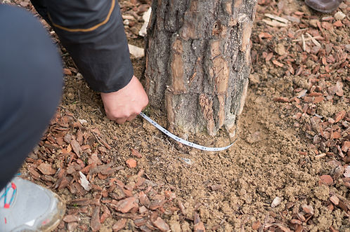 A professional measures soil depth at a tree's base to diagnose excess soil as part of a root flare check service.