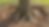 Close-up view of tree base showing exposed root flare after excavation