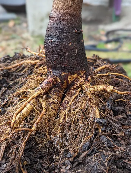 Exposed root flare of a young tree shows clean roots, an ideal example of proper planting depth for long-term health.