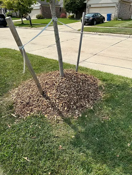 A new street tree with a mulch volcano and tight staking, showing common mistakes that proper root care can address.
