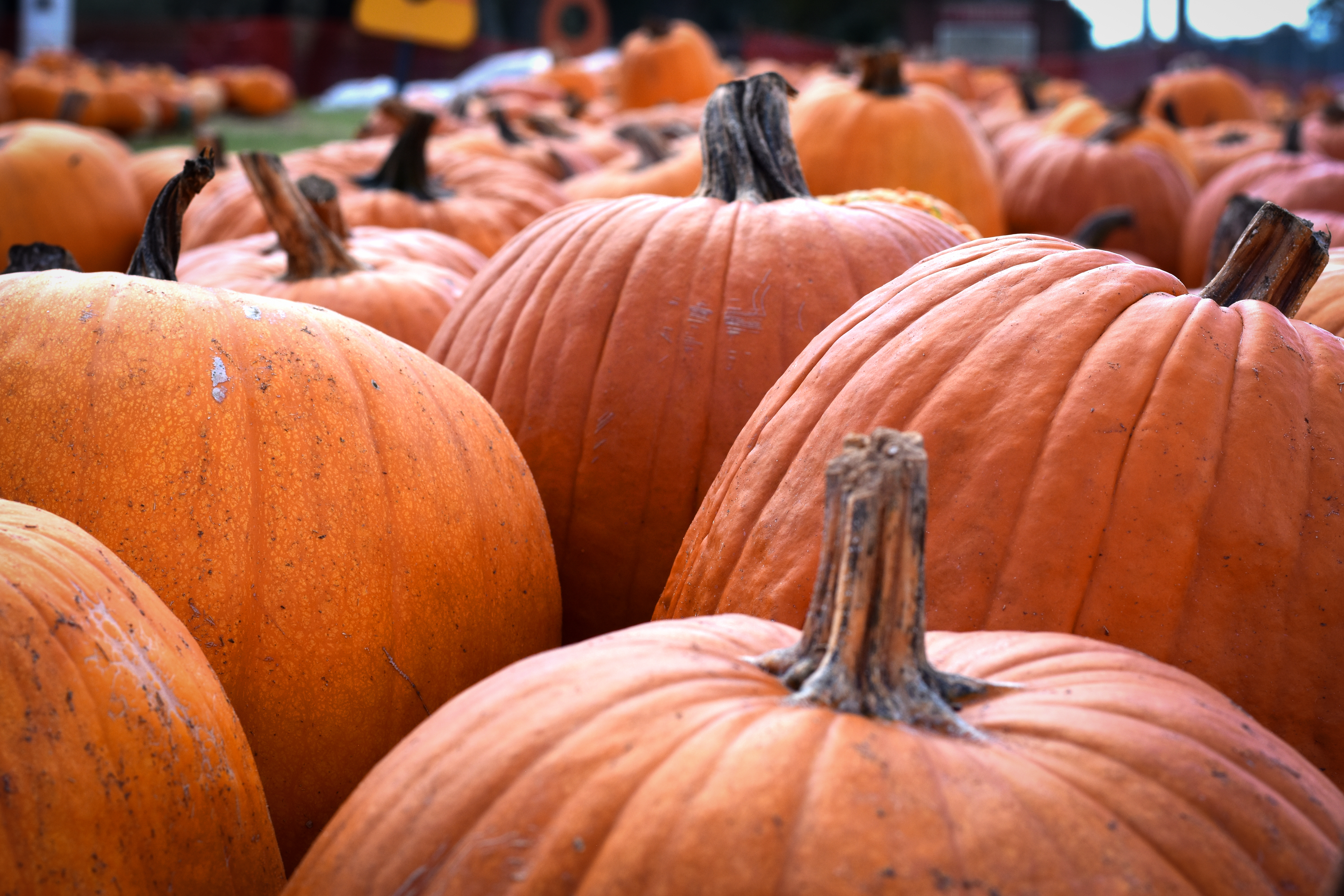Pumpkin Patch