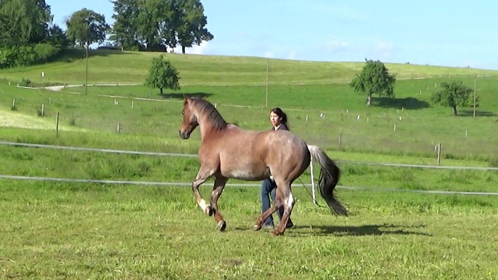 Galloprechts_verbessert3.JPG