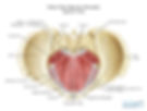 diagram of the pelvic floor muscles and how they relate to pelvic floor physical therapy